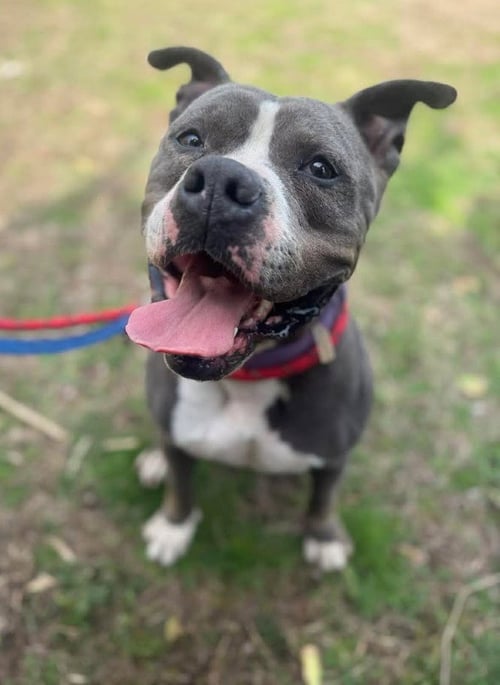 GEMMA - American Pit Bull Terrier for adoption in Bridgeport