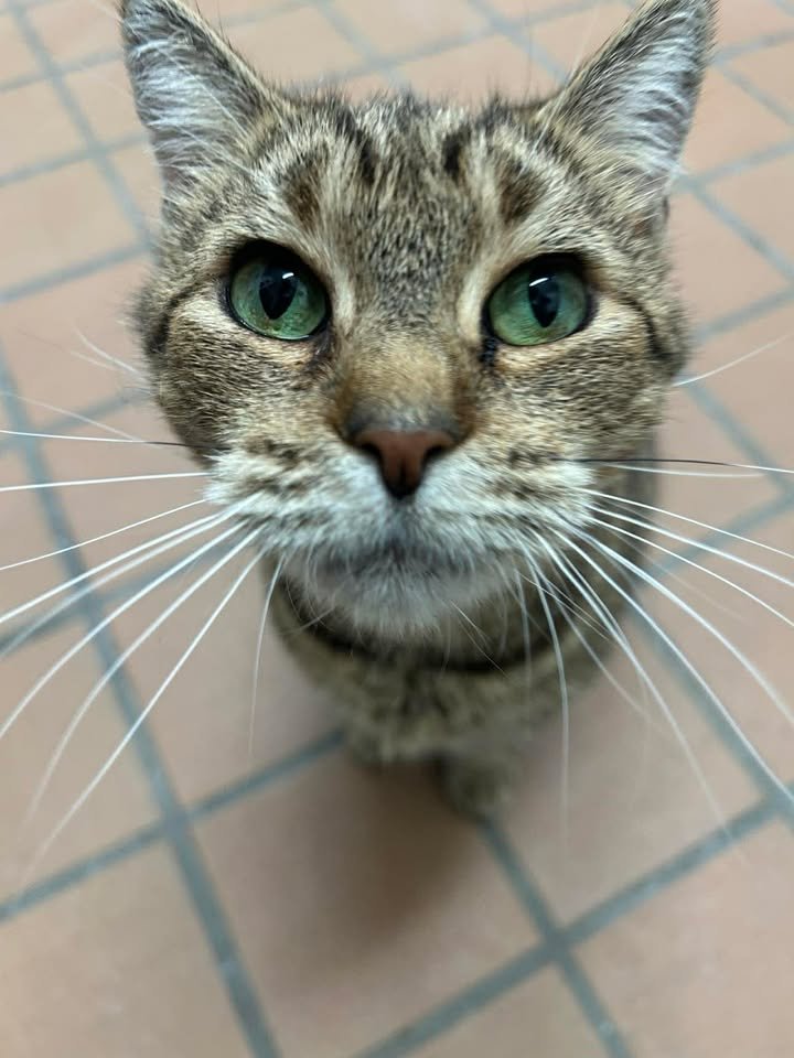 MUFFY - Domestic Short Hair available for adoption