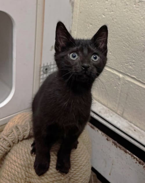 MARCELLO - Domestic Short Hair for adoption in Stamford