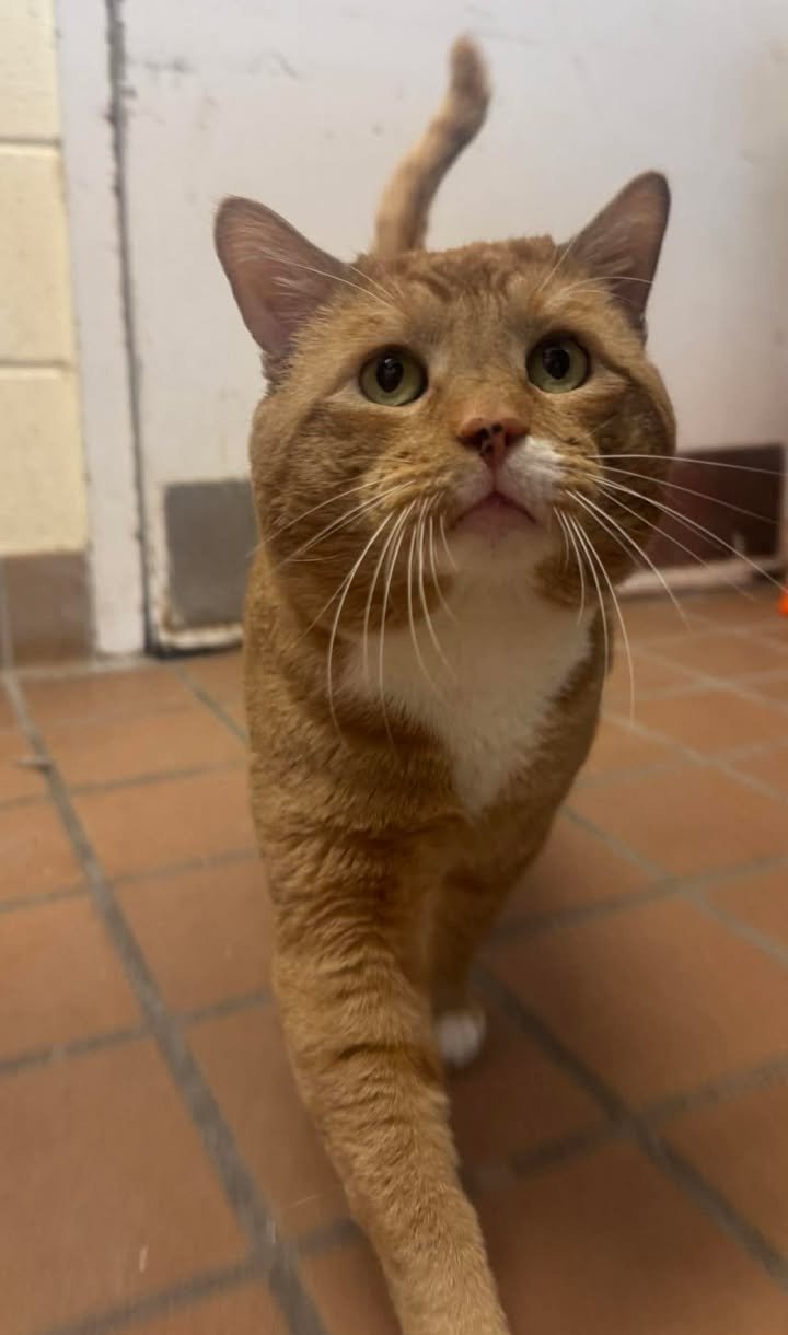 ARCHIE - Domestic Short Hair available for adoption