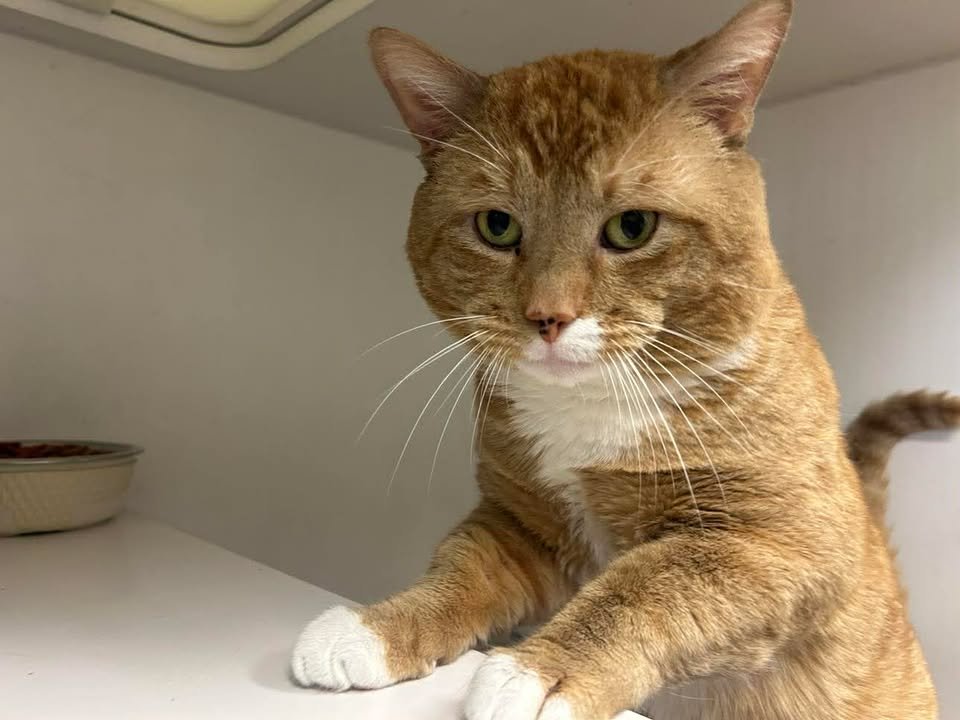 ARCHIE - Domestic Short Hair available for adoption