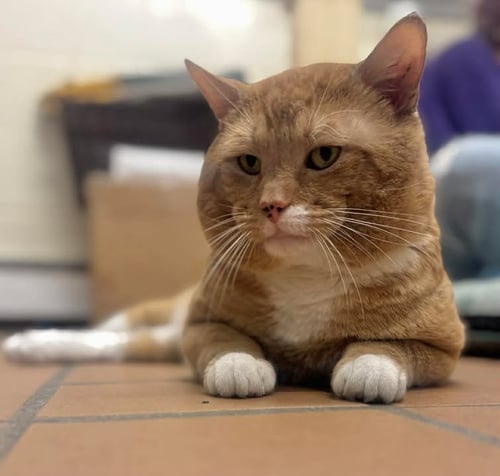 ARCHIE - Domestic Short Hair for adoption in Stamford