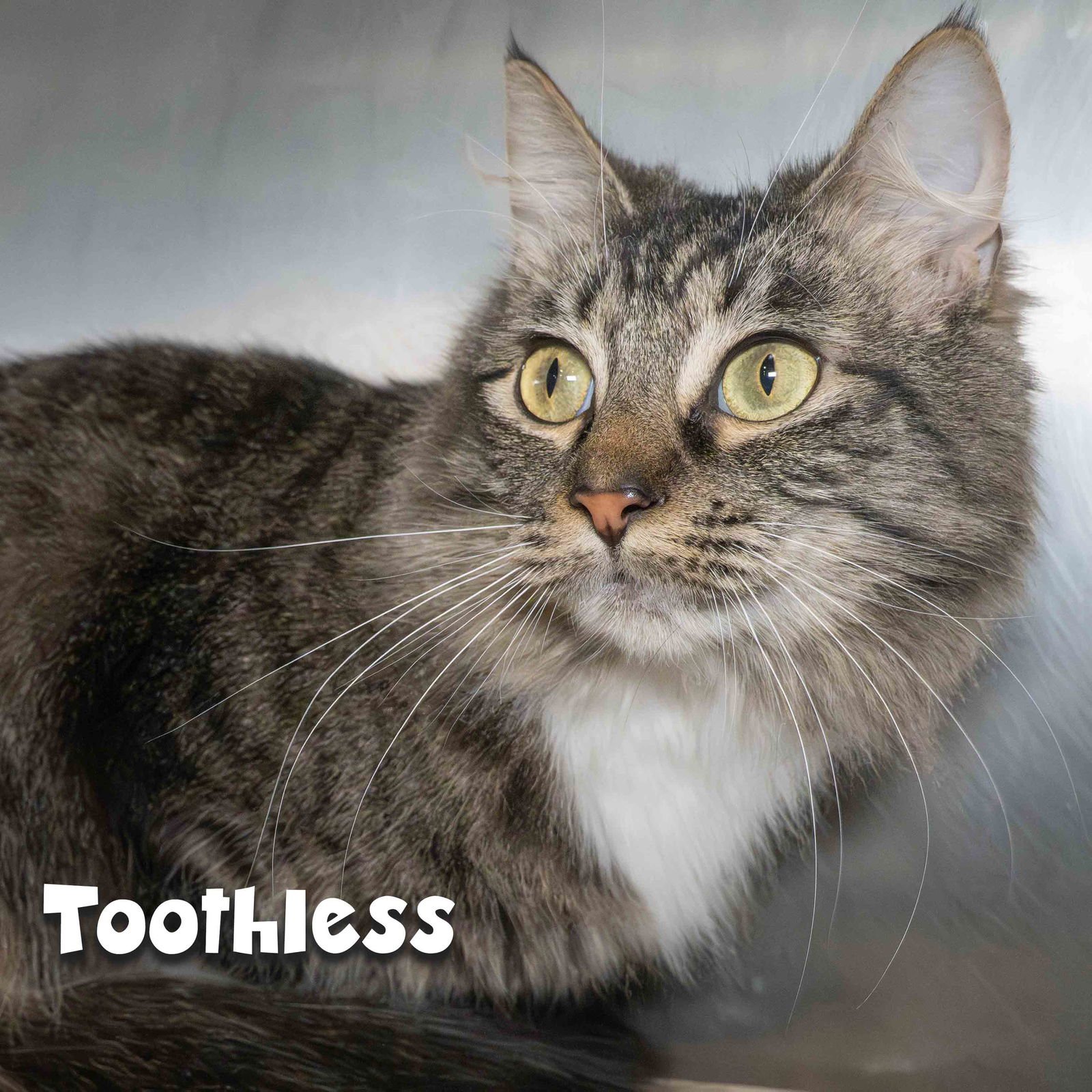 NAKIA - Domestic Long Hair available for adoption