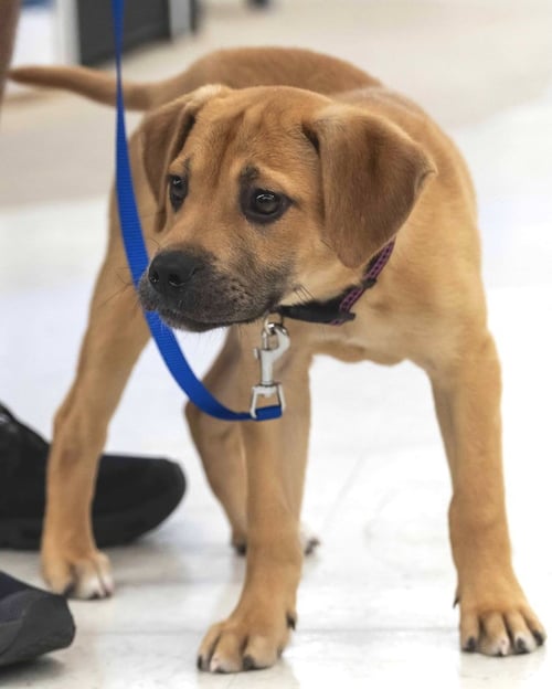 RUMI - Labrador Retriever for adoption in Wilmington