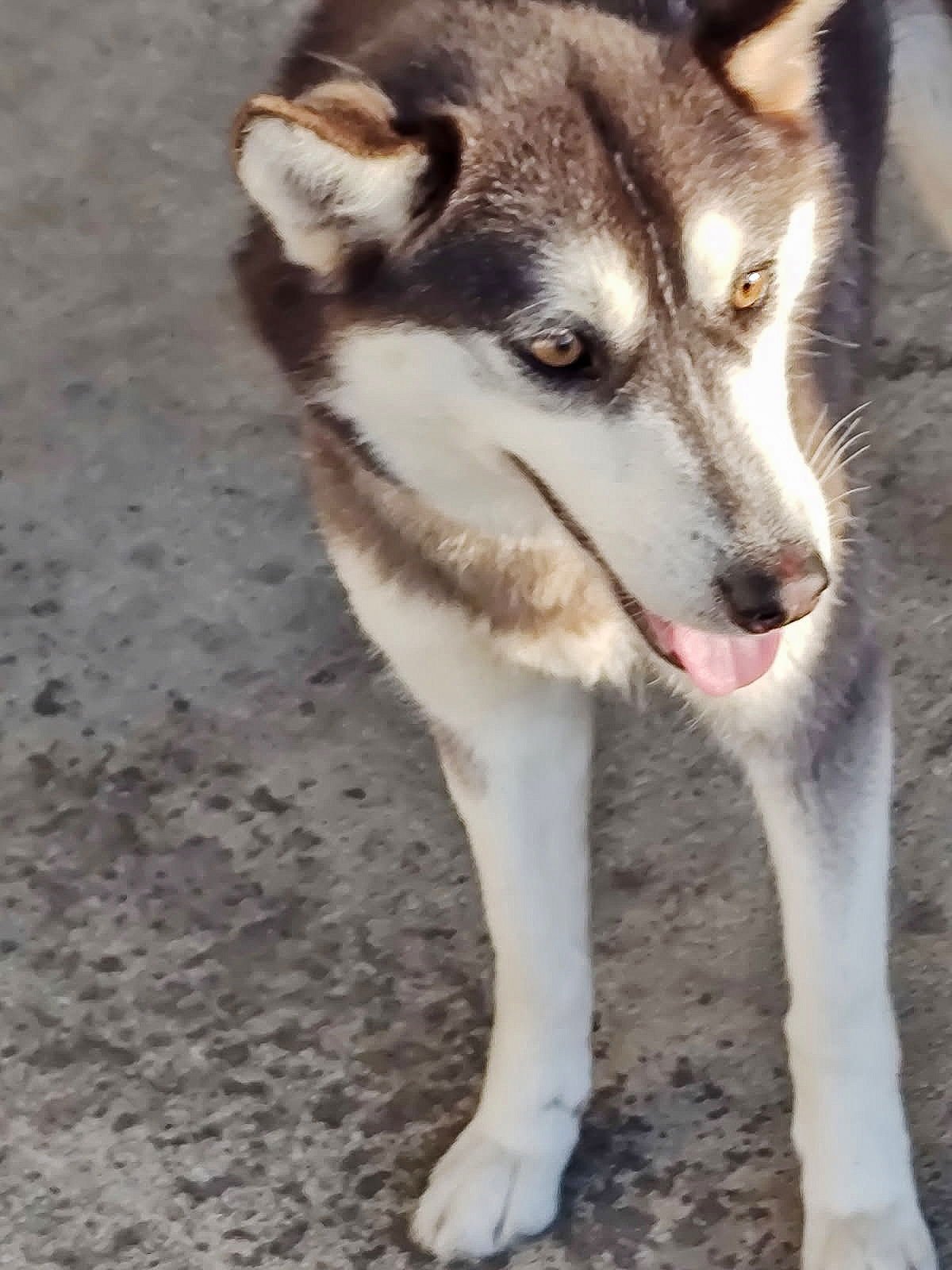 KRYPTO - Unknown for adoption in Wilmington