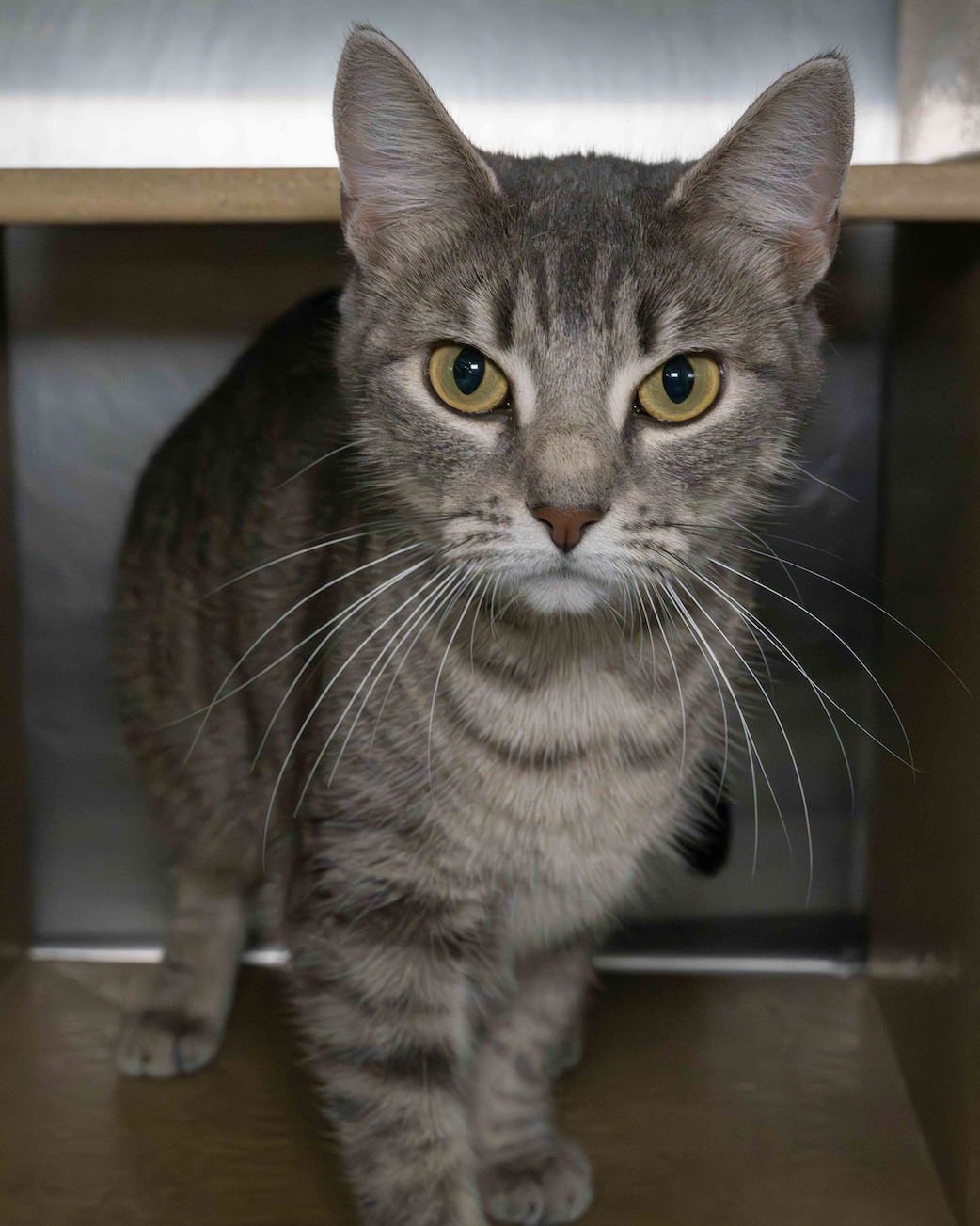 BLOSSOM - Domestic Short Hair available for adoption