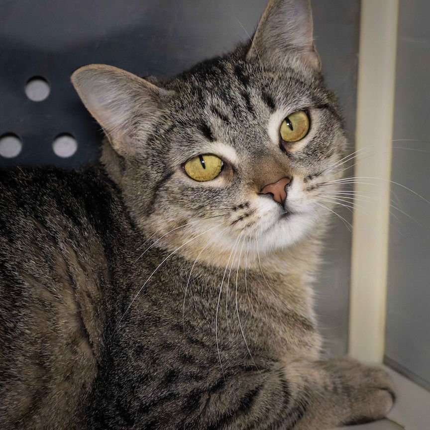 ALICE - Domestic Short Hair available for adoption