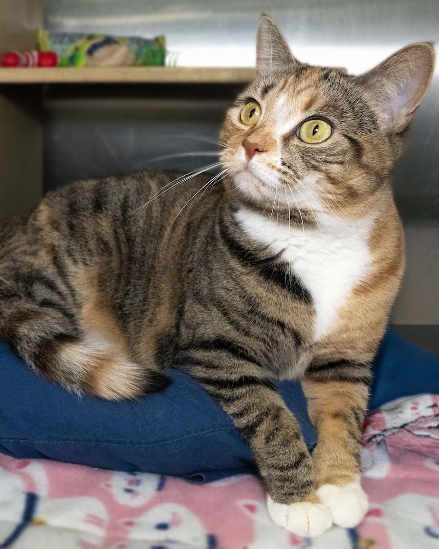 MAISY DOPPLEGANGER - Domestic Short Hair available for adoption