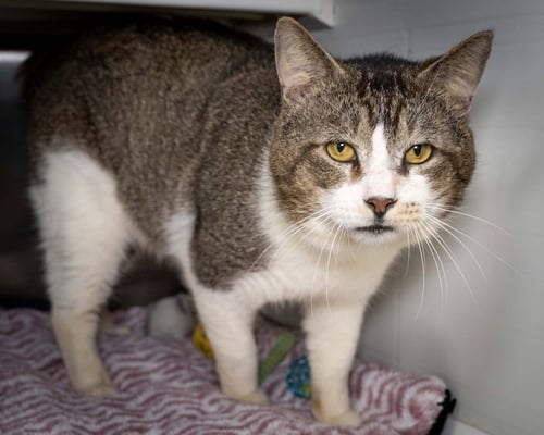 ECHO - Domestic Short Hair for adoption in Wilmington