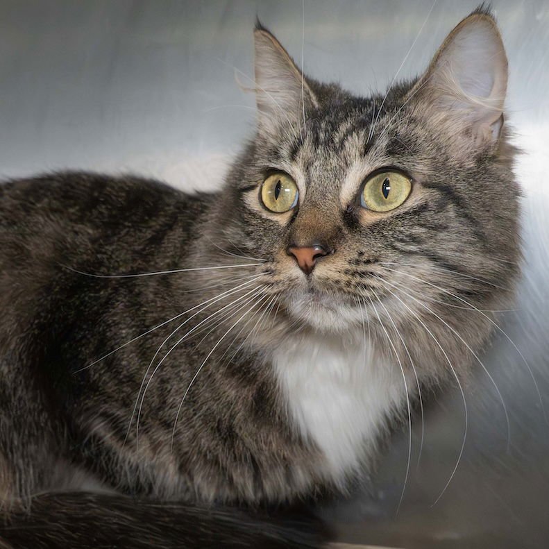 TOOTHLESS - Domestic Long Hair available for adoption