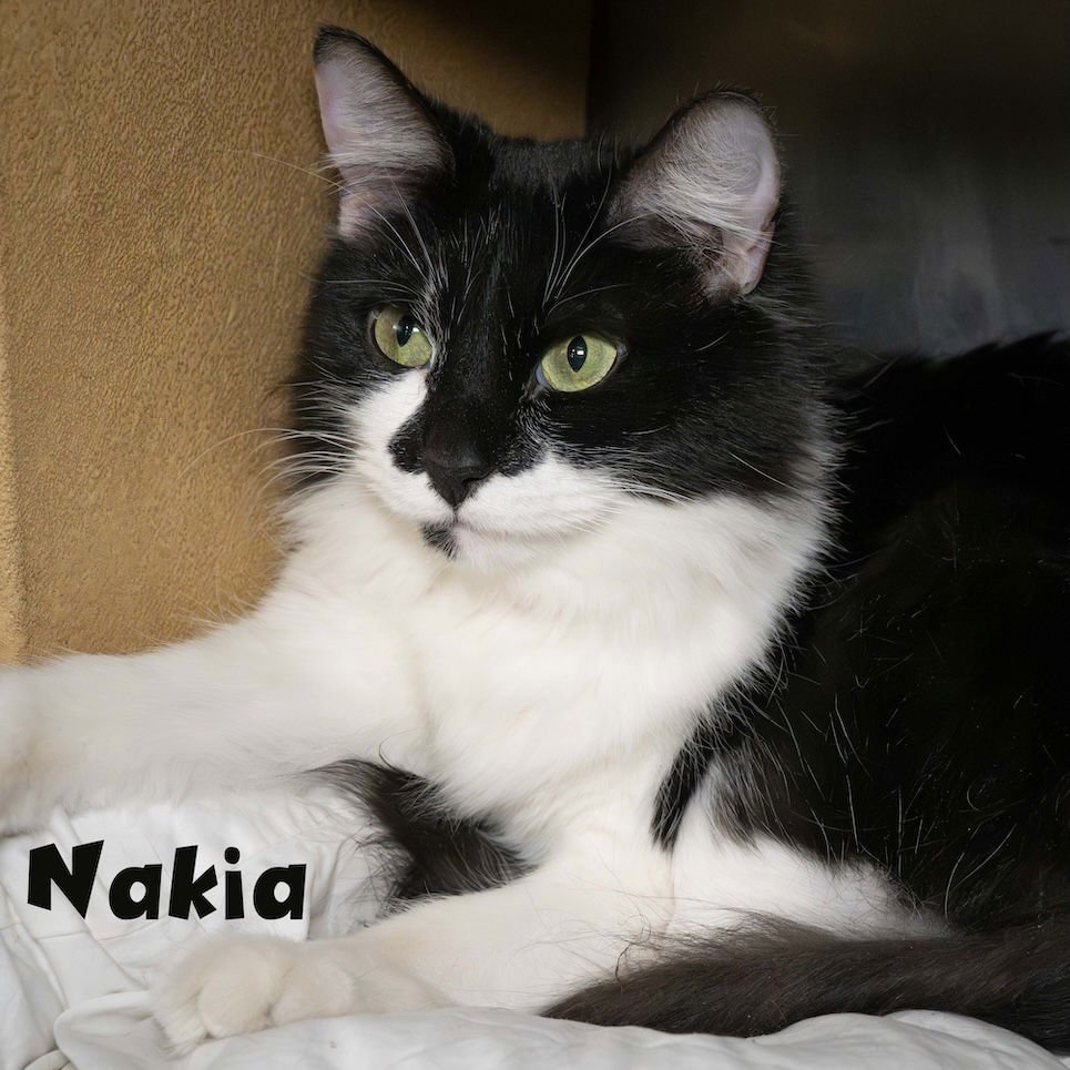 TOOTHLESS - Domestic Long Hair available for adoption