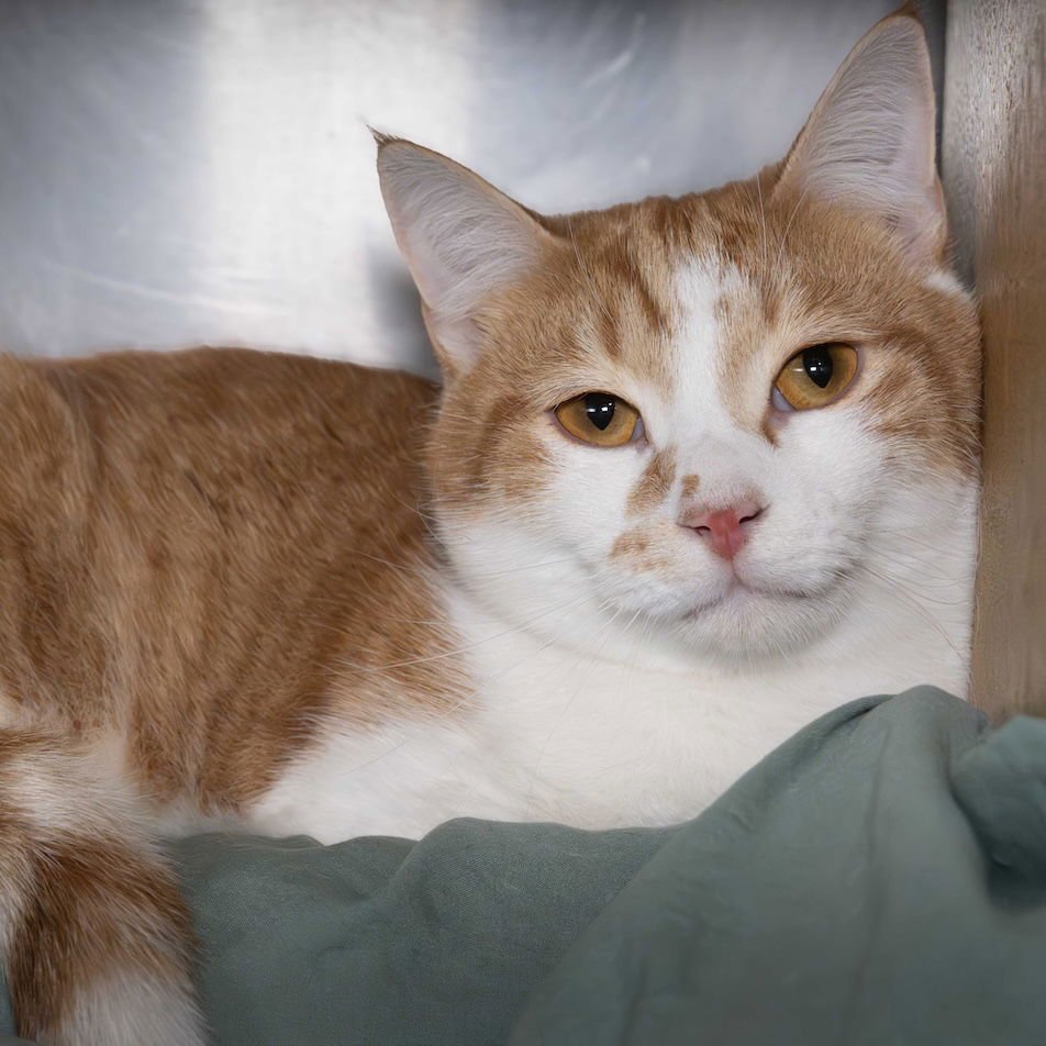 LAD - Domestic Short Hair available for adoption