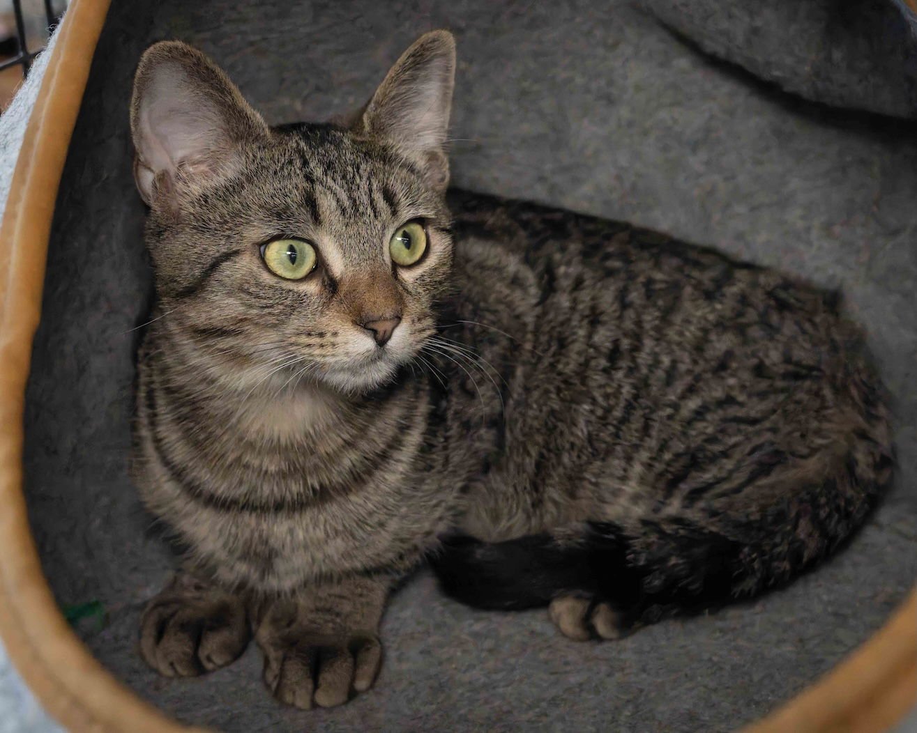 ANDE - Domestic Short Hair available for adoption