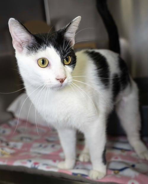 GROVER - Domestic Short Hair for adoption in Wilmington