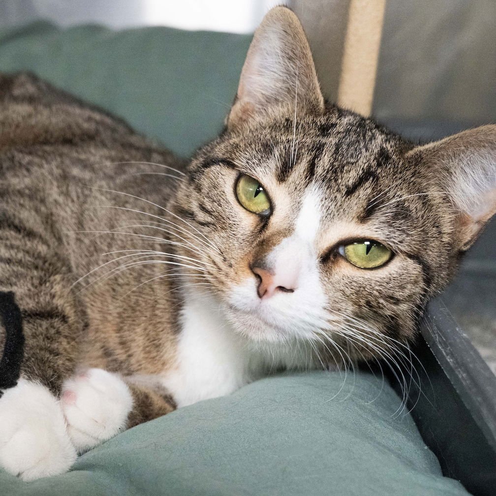 CLYDE - Domestic Short Hair available for adoption