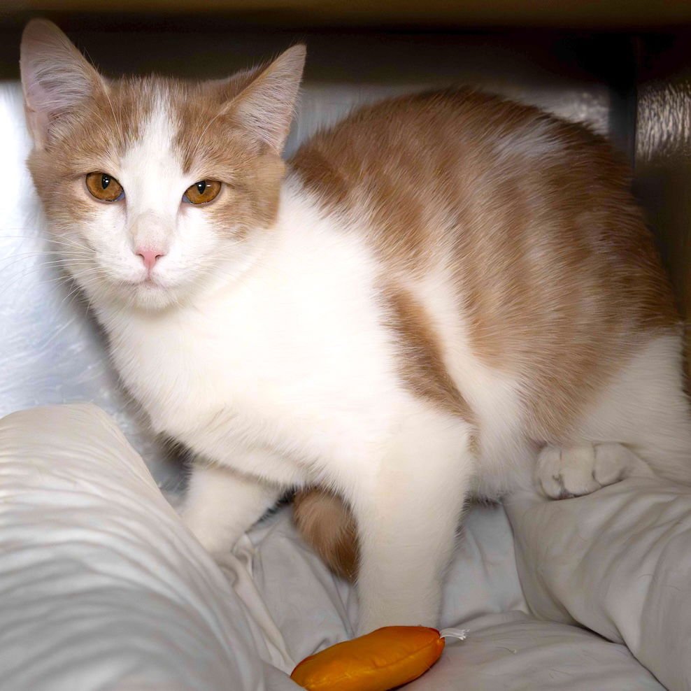 RUDY - Domestic Short Hair available for adoption