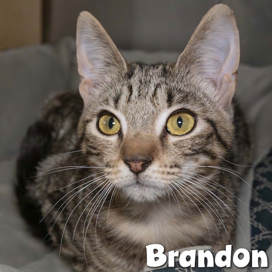 RUDY - Domestic Short Hair available for adoption