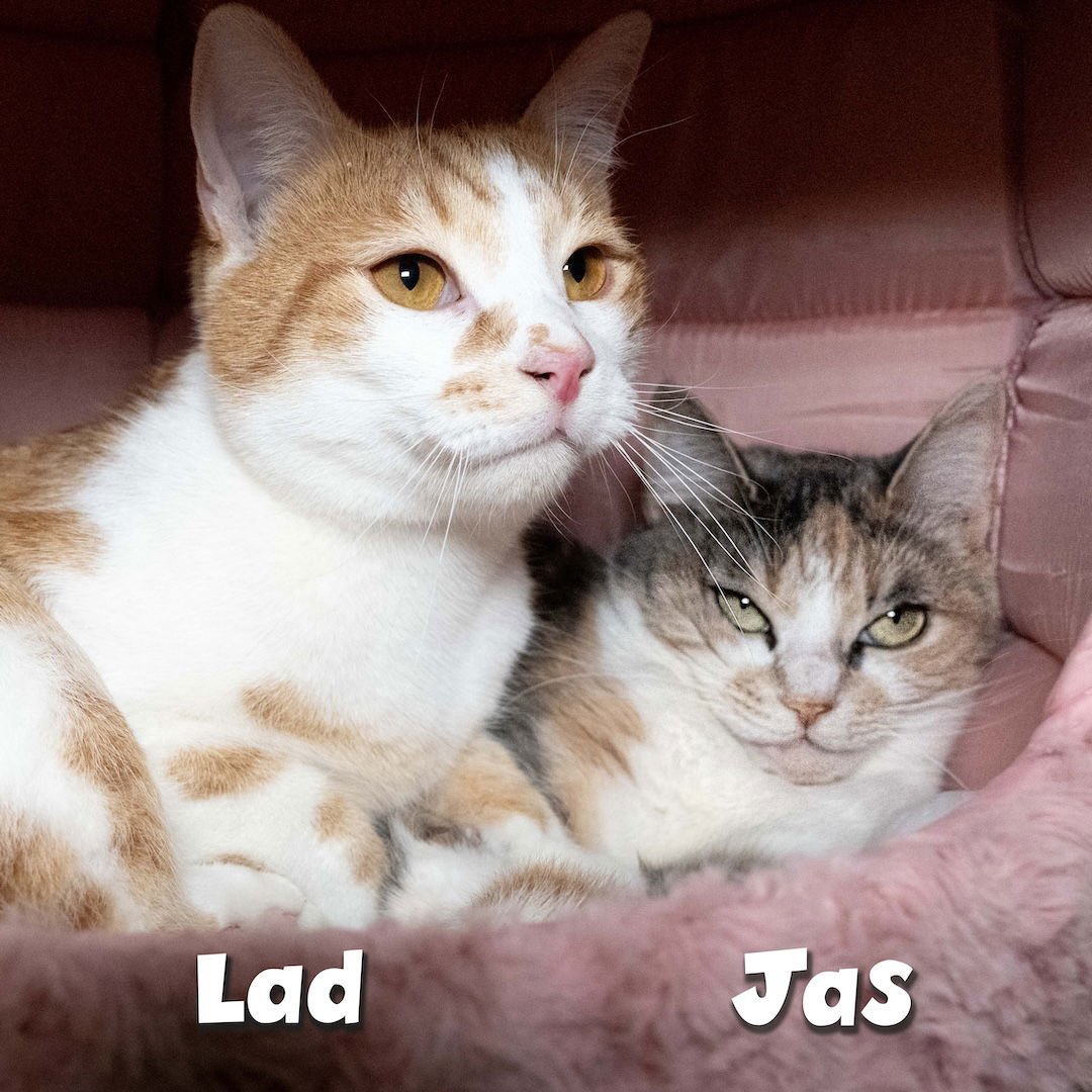 JAS - Domestic Short Hair available for adoption