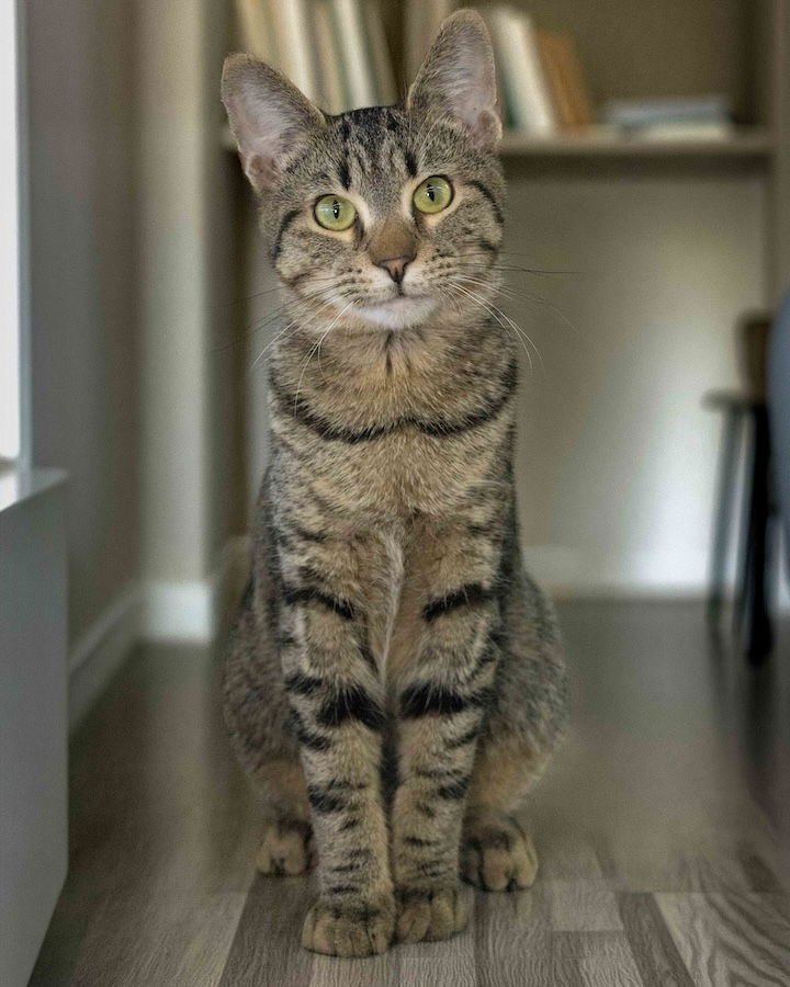 ROLO - Domestic Short Hair available for adoption