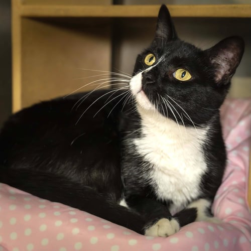 ROMAN - Domestic Short Hair for adoption in Wilmington