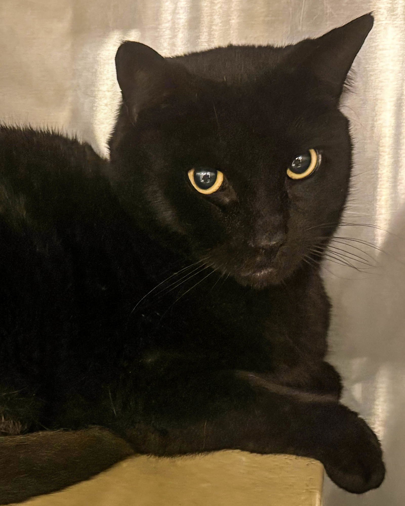 INKY - Domestic Short Hair available for adoption