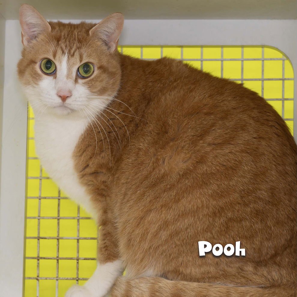 POOH - Domestic Short Hair available for adoption