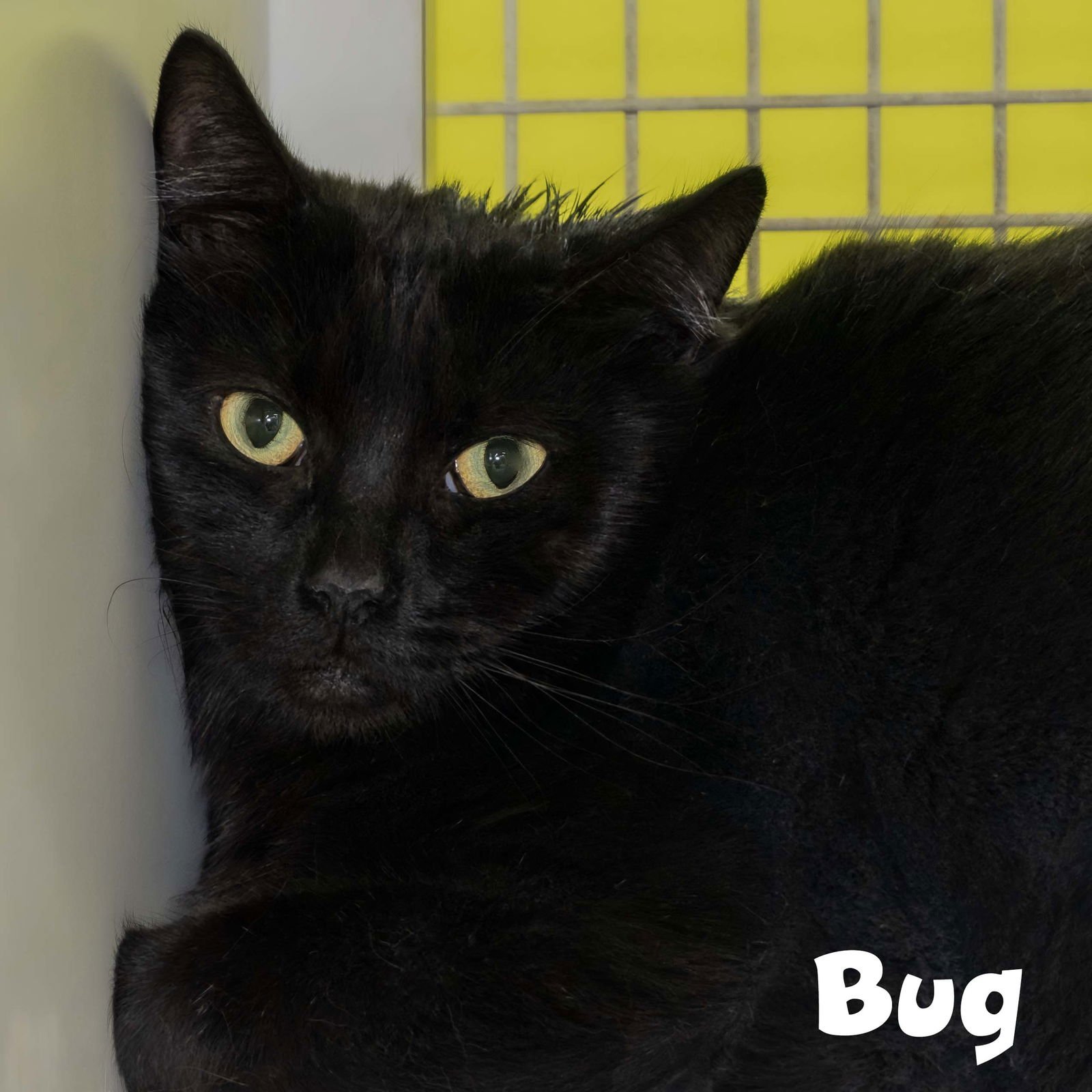 POOH - Domestic Short Hair available for adoption