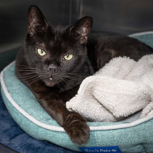 BIBI - Domestic Medium Hair for adoption in Wilmington