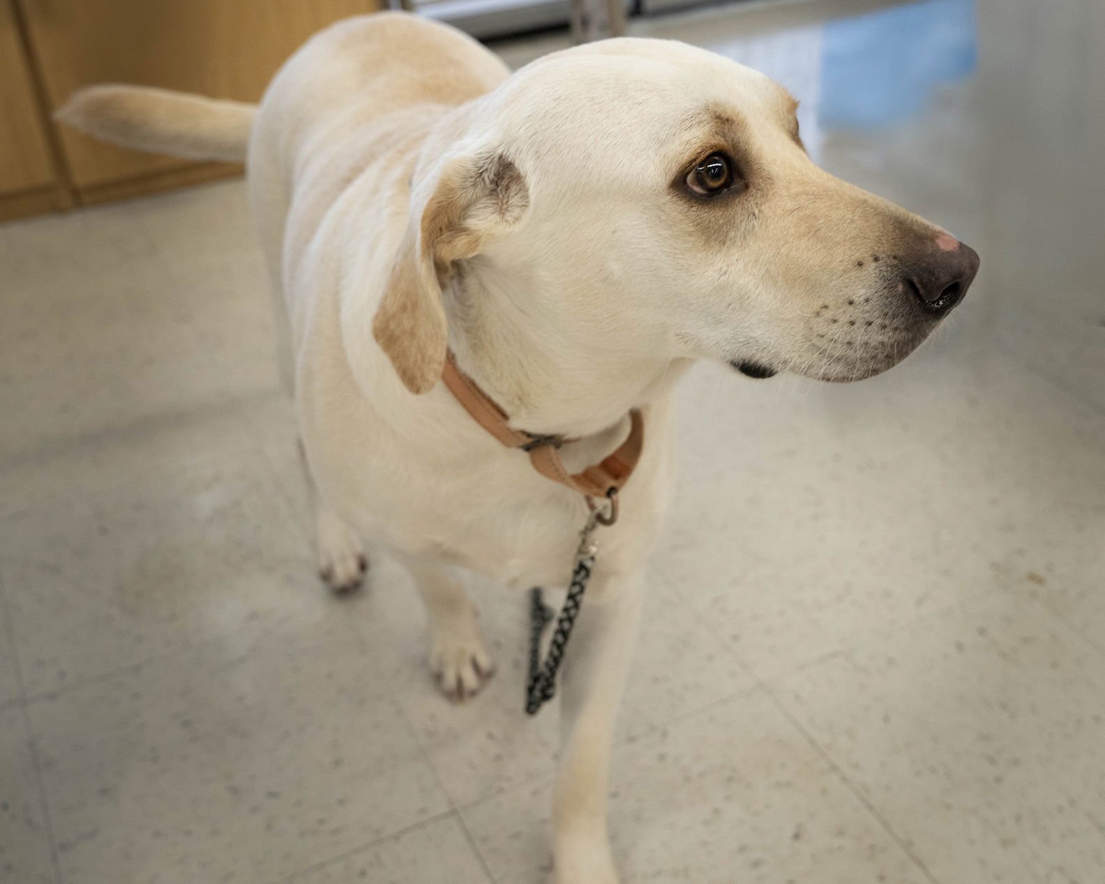 PB - Labrador Retriever for adoption in Wilmington