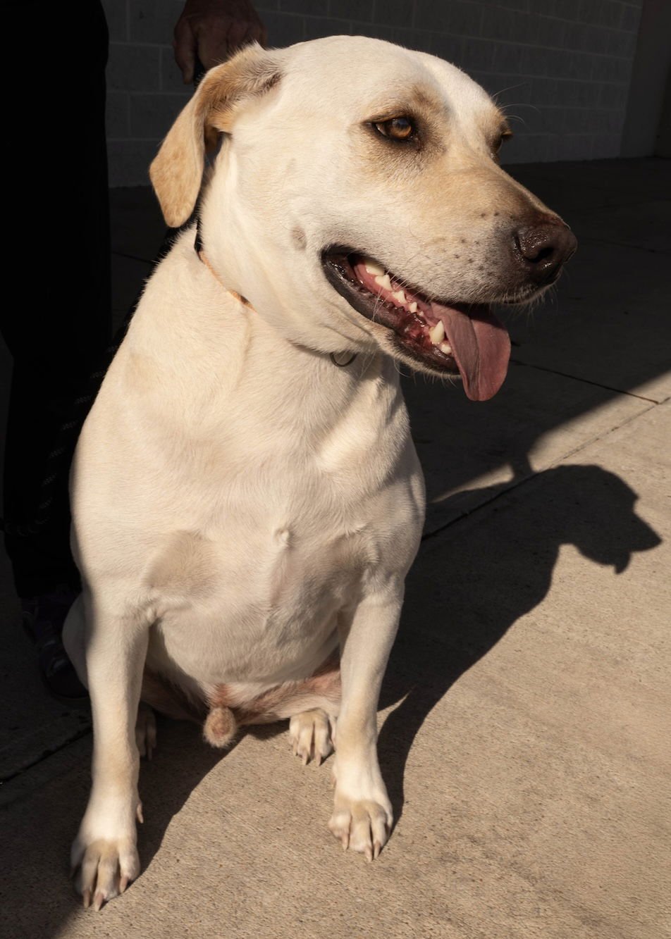 PB - Labrador Retriever available for adoption