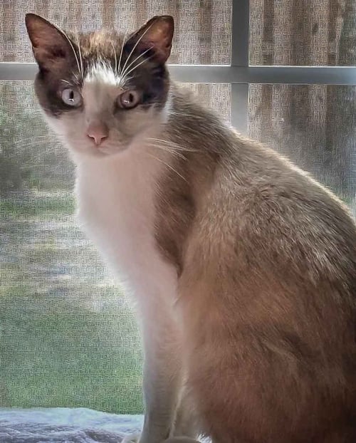 HANK - Snowshoe / Siamese for adoption in Wilmington