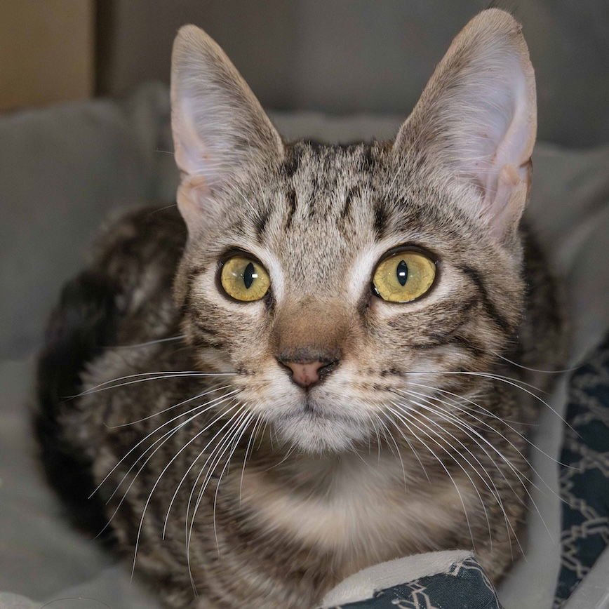 BRANDON - Domestic Short Hair available for adoption