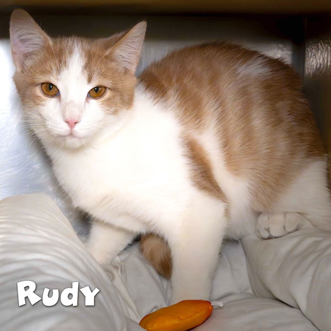 BRANDON - Domestic Short Hair available for adoption