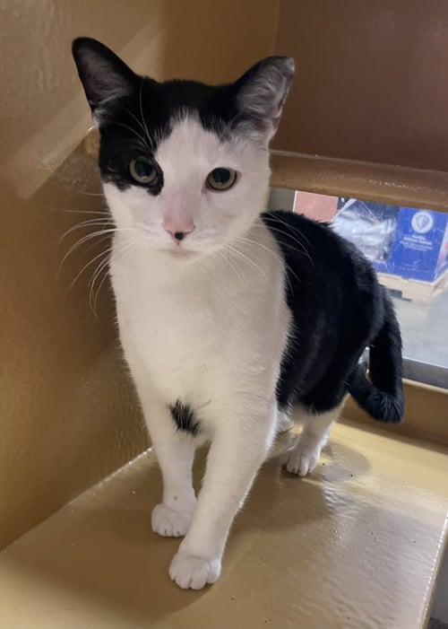 PUNKIN - Domestic Short Hair available for adoption