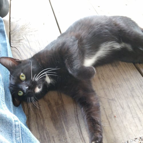 FRANCIS - Domestic Short Hair / Tuxedo available for adoption