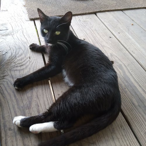 FRANCIS - Domestic Short Hair / Tuxedo available for adoption