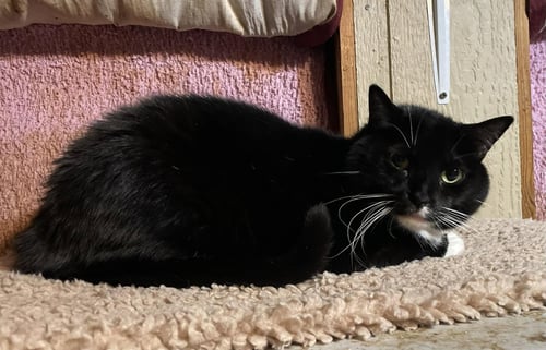 TUX - Domestic Short Hair / Tuxedo available for adoption