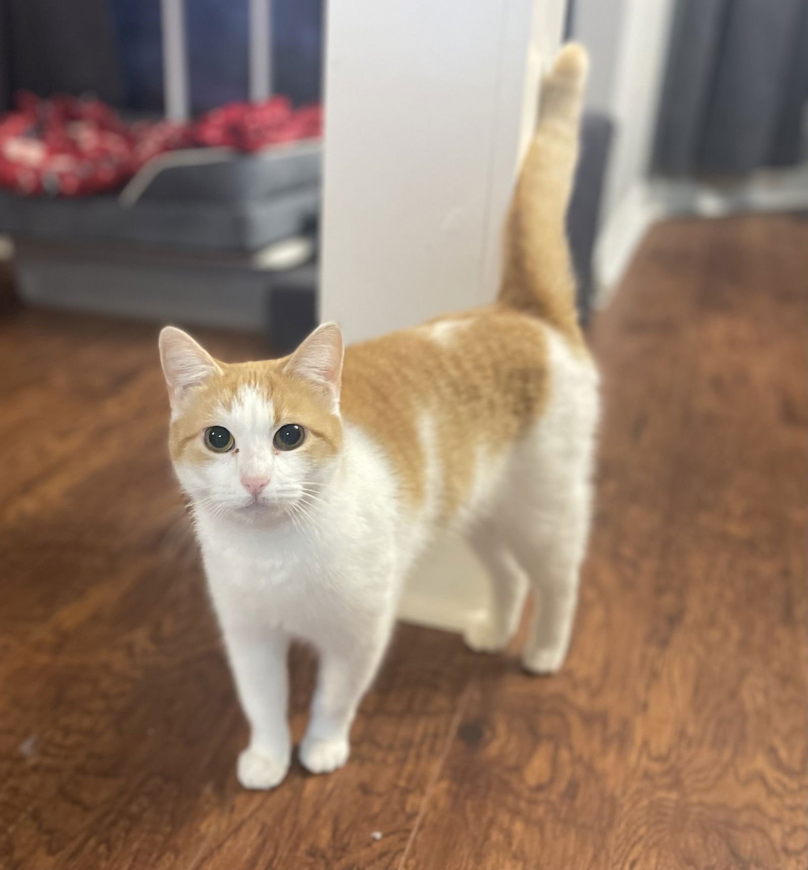 WANDA - Domestic Short Hair available for adoption