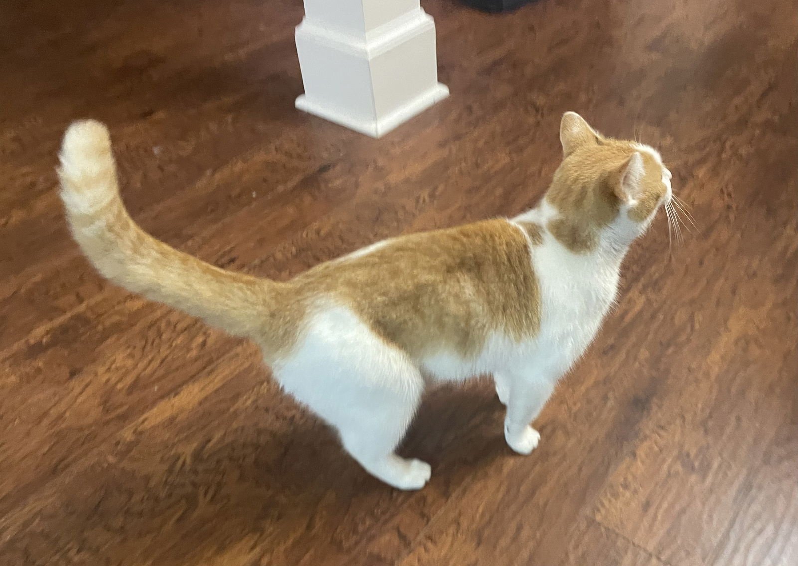 WANDA - Domestic Short Hair available for adoption