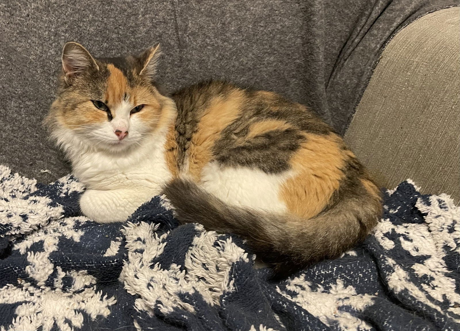 GINETTE - Calico / Extra-Toes Cat (Hemingway Polydactyl) available for adoption