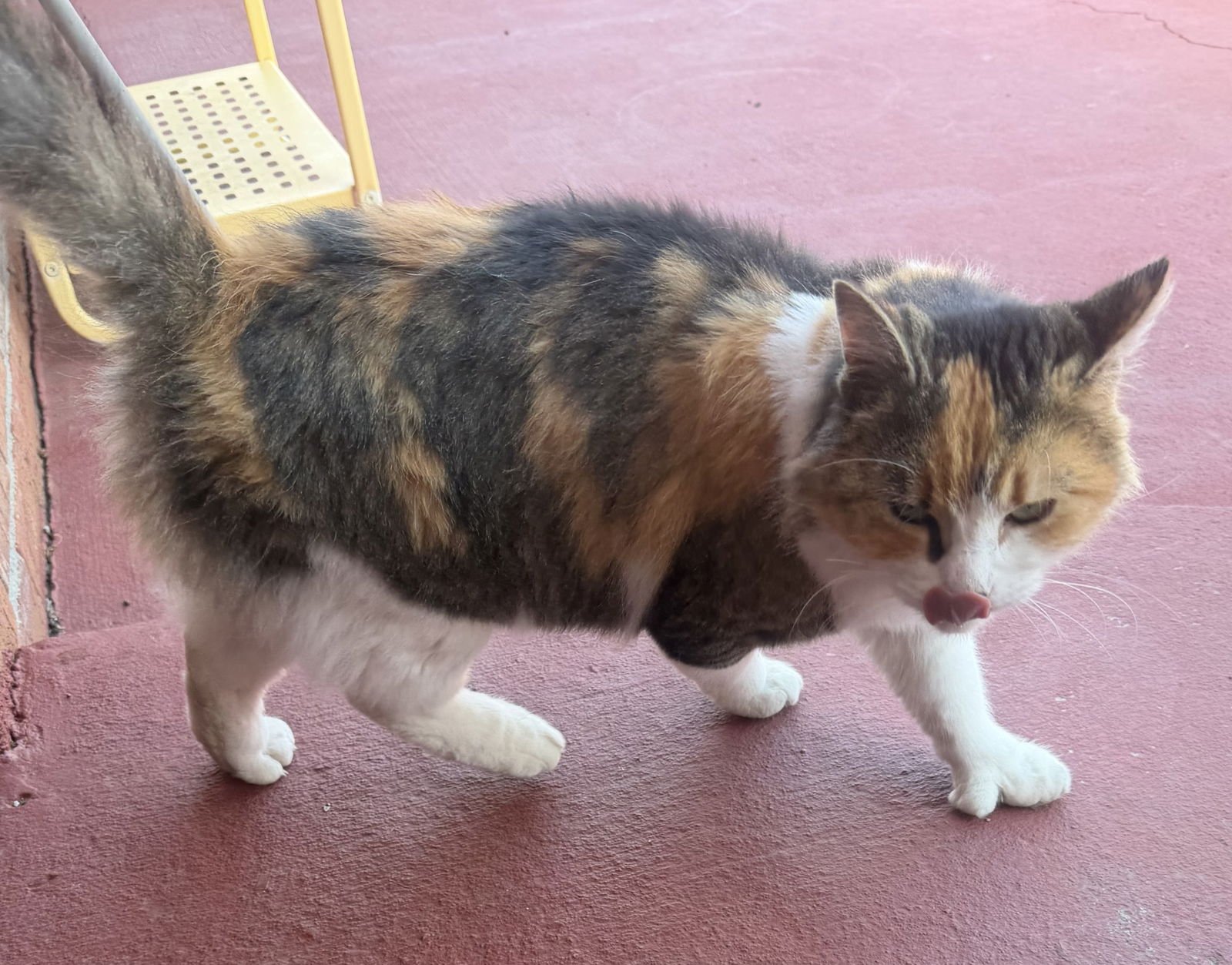 GINETTE - Calico / Extra-Toes Cat (Hemingway Polydactyl) available for adoption