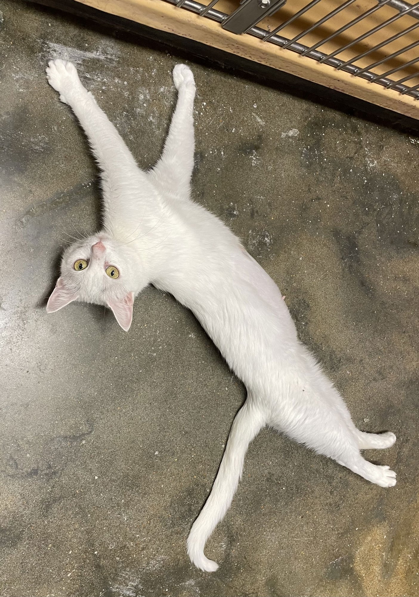 LANA - Domestic Short Hair available for adoption