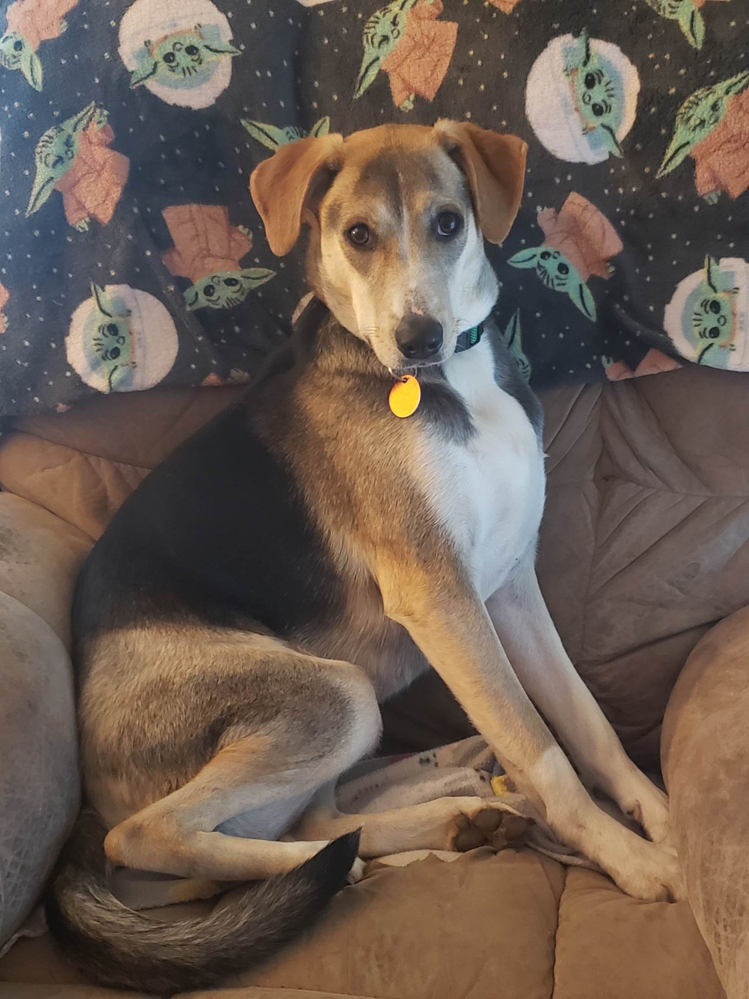 JULIET - Unknown available for adoption