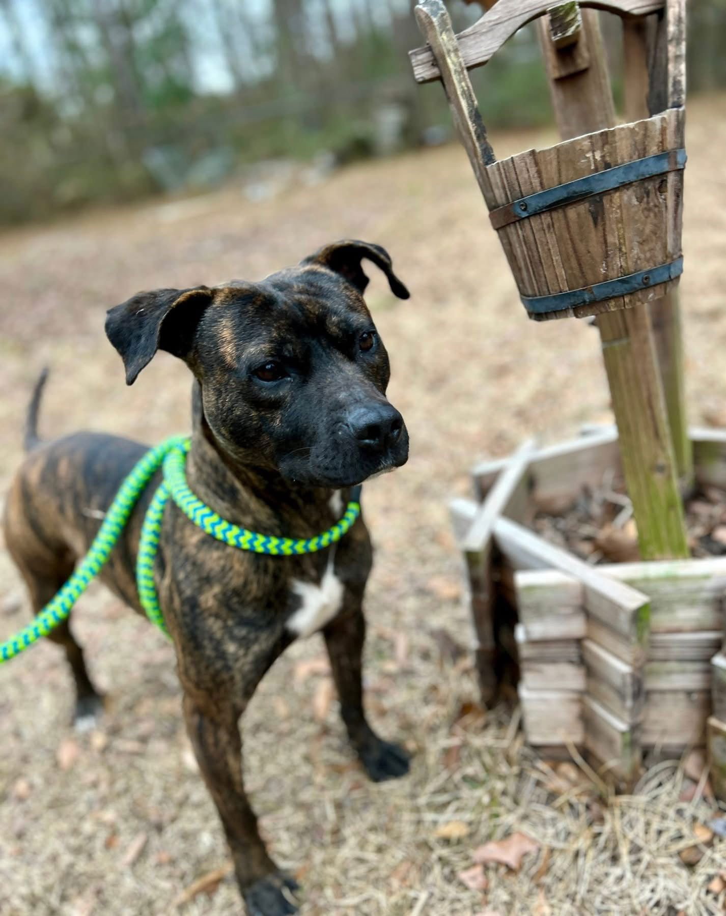 COAL - American Staffordshire Terrier available for adoption