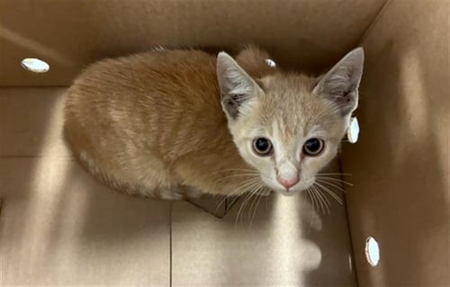 A138562 - Domestic Short Hair available for adoption