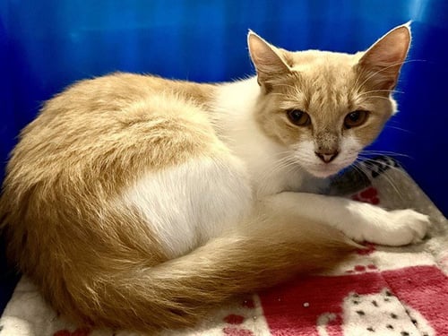 HONEY - Domestic Short Hair available for adoption