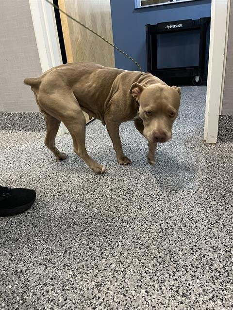 TAMMY - Staffordshire Bull Terrier available for adoption