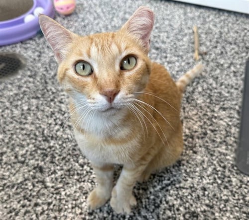 TOPAZ - Domestic Short Hair available for adoption