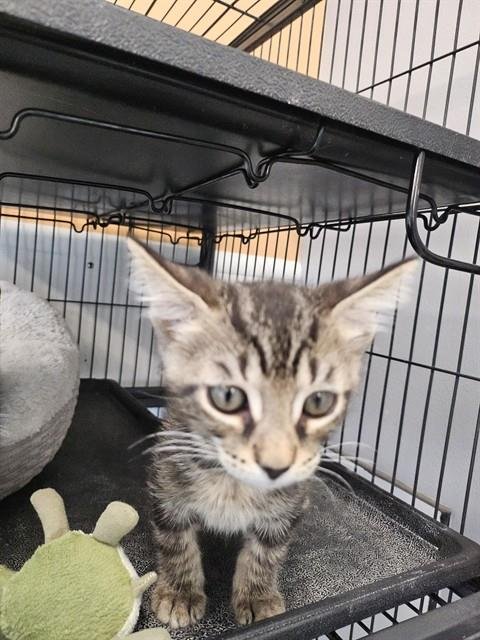 MANNY - Domestic Short Hair available for adoption
