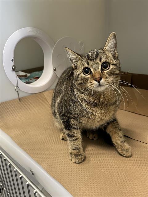 CALVIN - Domestic Short Hair available for adoption